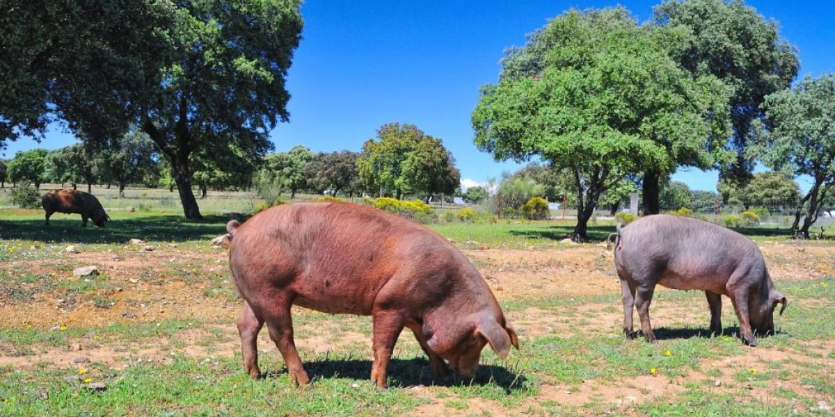 Campaña de bellota ¡La época ideal para comer cerdo ibérico!