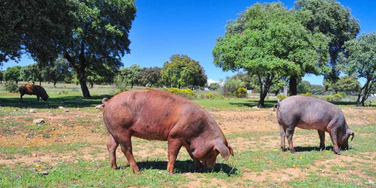 Montanera del cerdo ibérico: 5 curiosidades